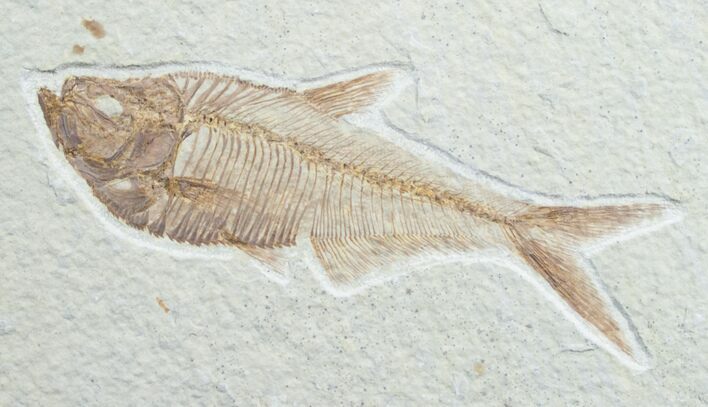 Diplomystus Fossil Fish - Wyoming #7569